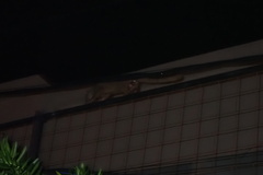 Paradoxurus musangus