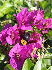 Xylocopa pubescens