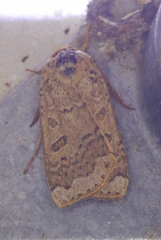 Abagrotis alternata