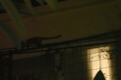 Paradoxurus musangus