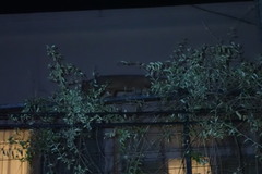 Paradoxurus musangus