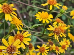 Dendrophorbium