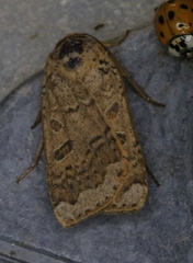 Abagrotis alternata