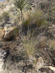 Muhlenbergia rigens