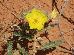 Tribulus terrestris