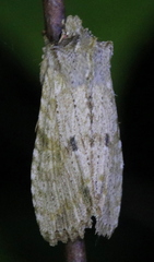 Lithophane patefacta