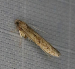 Perimede circitor