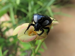Mausoleopsis amabilis