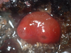 Hiatella arctica