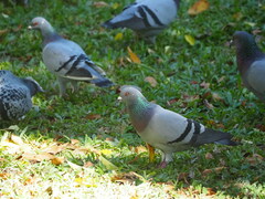 Columba livia domestica