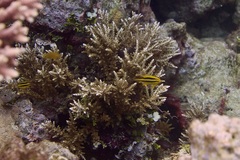 Neoglyphidodon nigroris