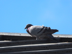 Columba livia domestica