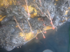 Ectopleura marina