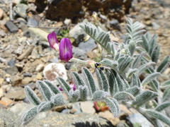 Astragalus paposanus