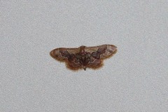 Idaea gemmata
