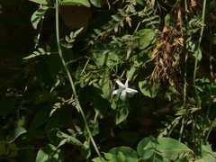 Jasminum officinale
