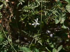 Jasminum officinale