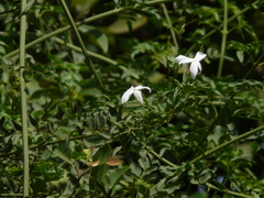Jasminum officinale