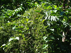Paederia foetida