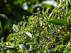 Paederia foetida