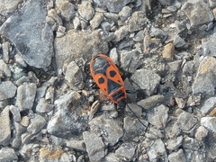 Pyrrhocoris apterus