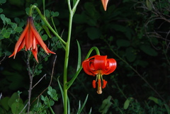 Lilium pomponium