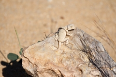 Pristurus carteri