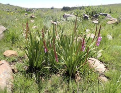 Watsonia pulchra