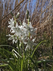 Ornithogalum nutans