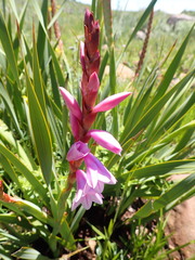 Watsonia pulchra