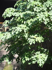 Broussonetia papyrifera