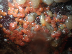 Metandrocarpa taylori