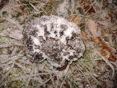 Ganoderma lucidum