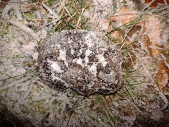 Ganoderma lucidum
