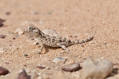 Pristurus carteri