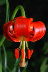 Lilium pomponium