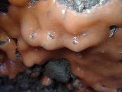Aplidium californicum