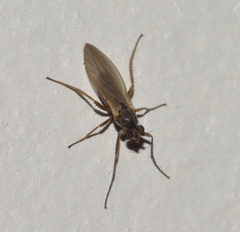 Lonchoptera bifurcata
