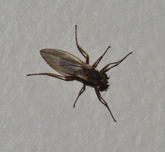 Lonchoptera bifurcata