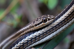 Psammophis schokari