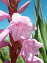 Watsonia pulchra