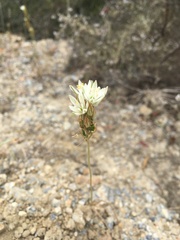 Ornithogalum juncifolium