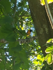 Icterus icterus