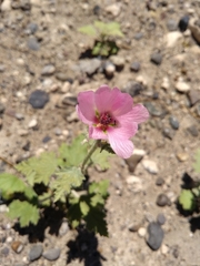 Sphaeralcea mendocina