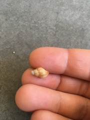 Muricopsis necocheana