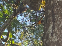 Icterus icterus