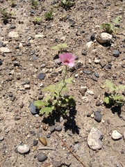 Sphaeralcea mendocina