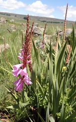 Watsonia pulchra