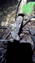 Hemidactylus leschenaultii