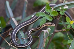 Psammophis schokari